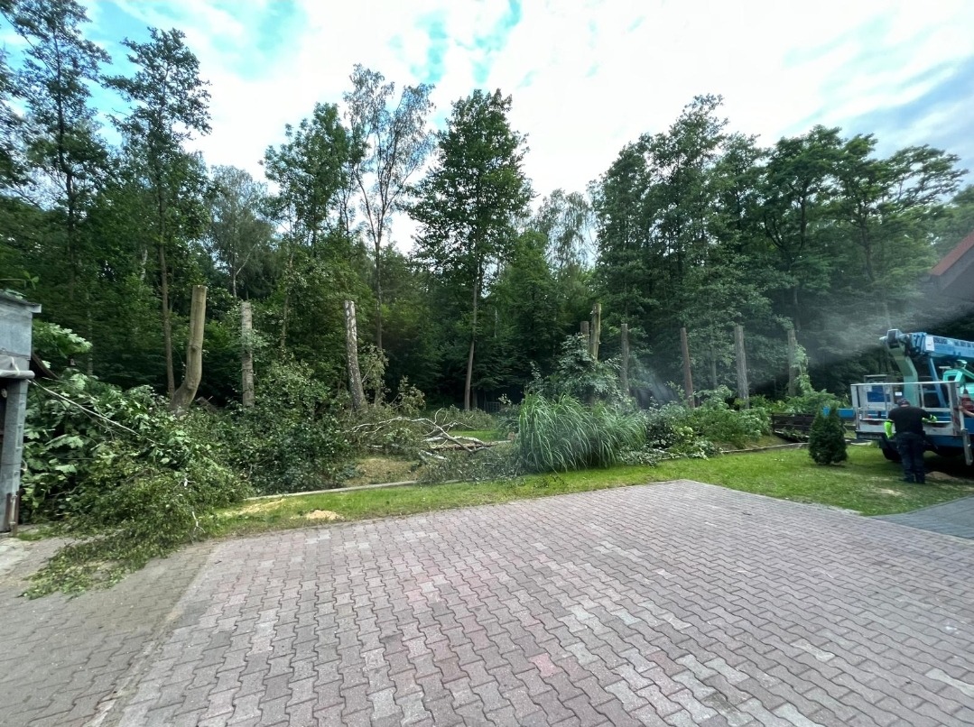 Przycięte pnie drzew po wycince, z gałęziami leżącymi na ziemi, widoczny podnośnik koszowy i pracownik w tle, kostka brukowa na pierwszym planie.
