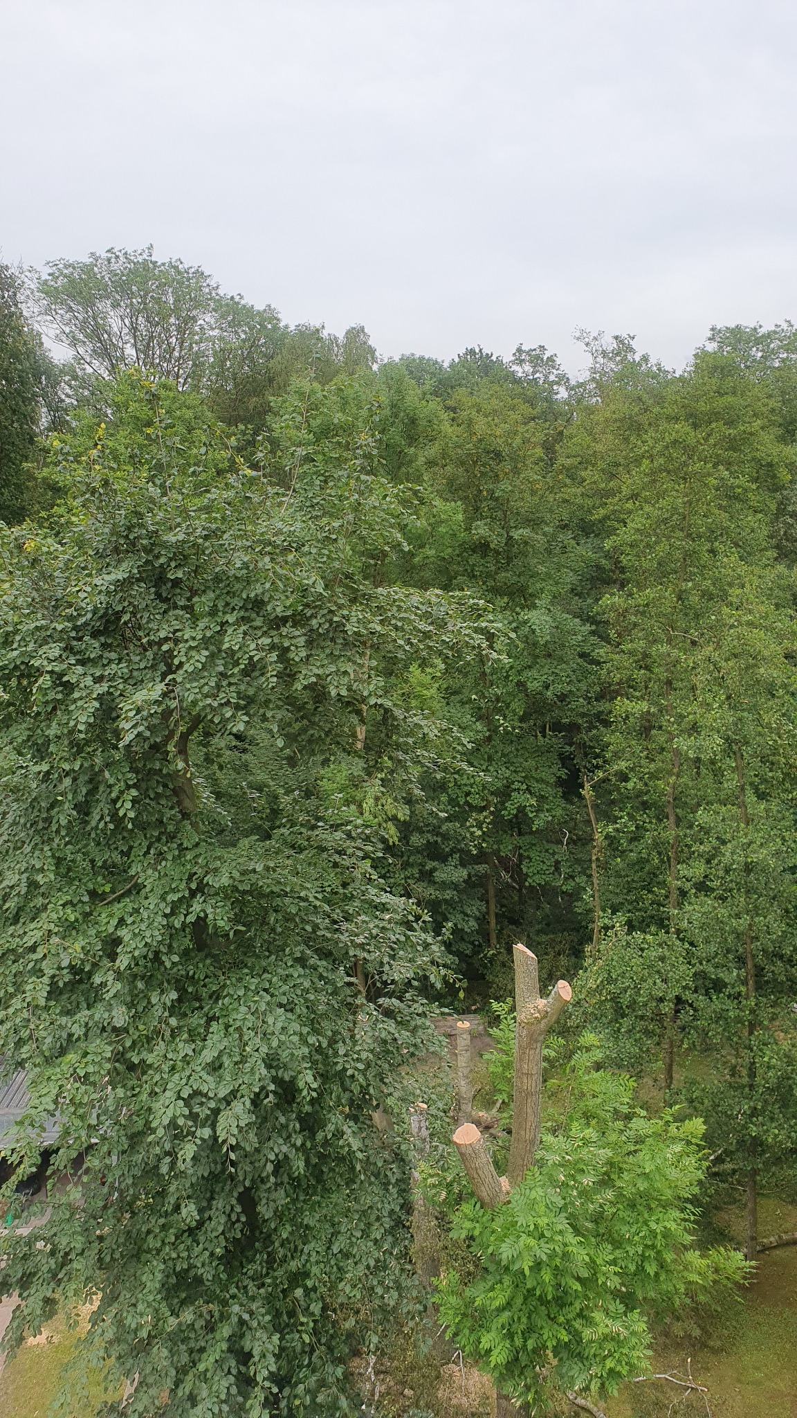 Przycięte drzewo z widocznymi świeżymi cięciami na tle lasu w pochmurny dzień.