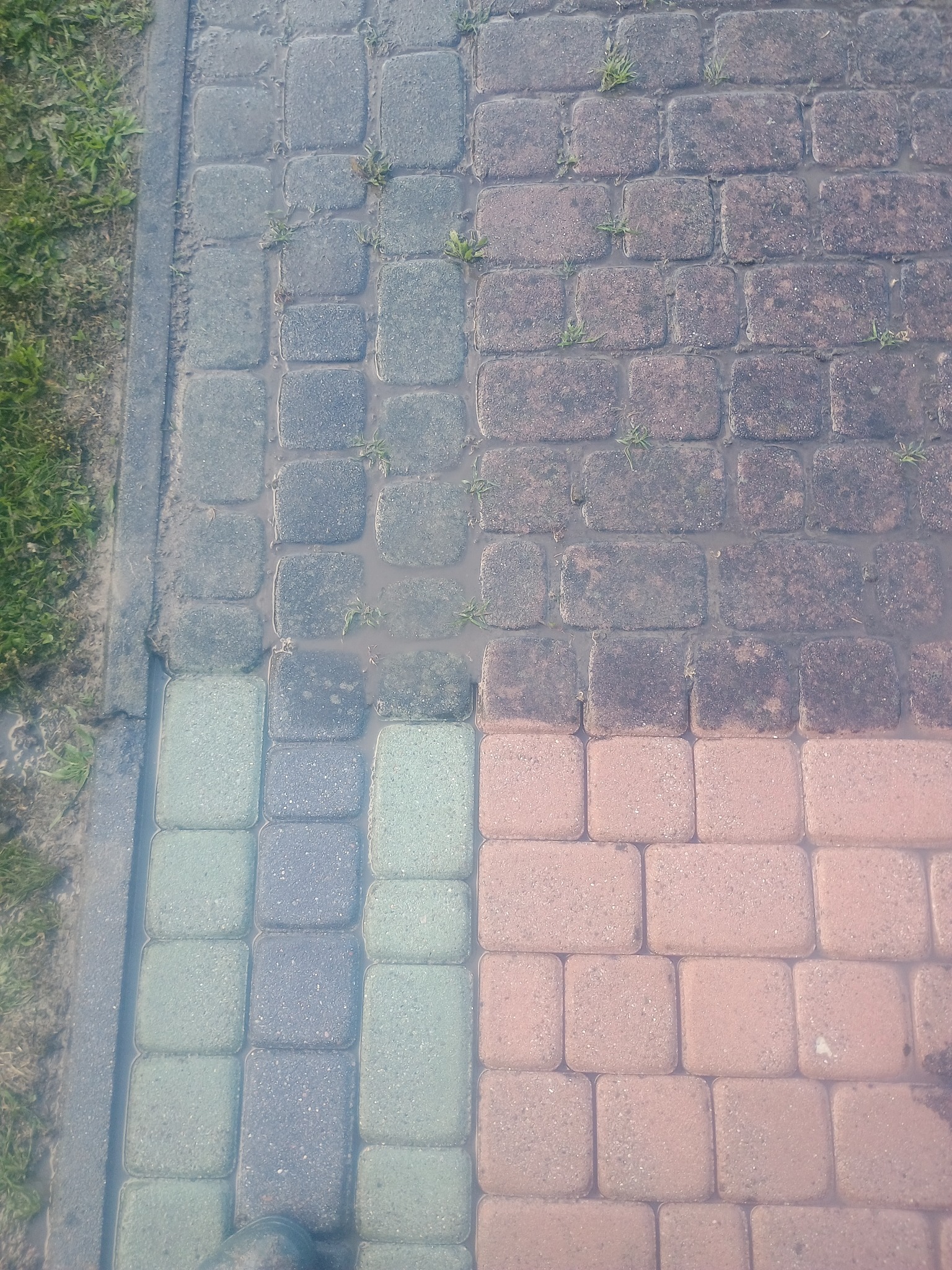 Zalana kostka brukowa po deszczu, widoczne różne kolory kostki i drobna roślinność wyrastająca spomiędzy nich.