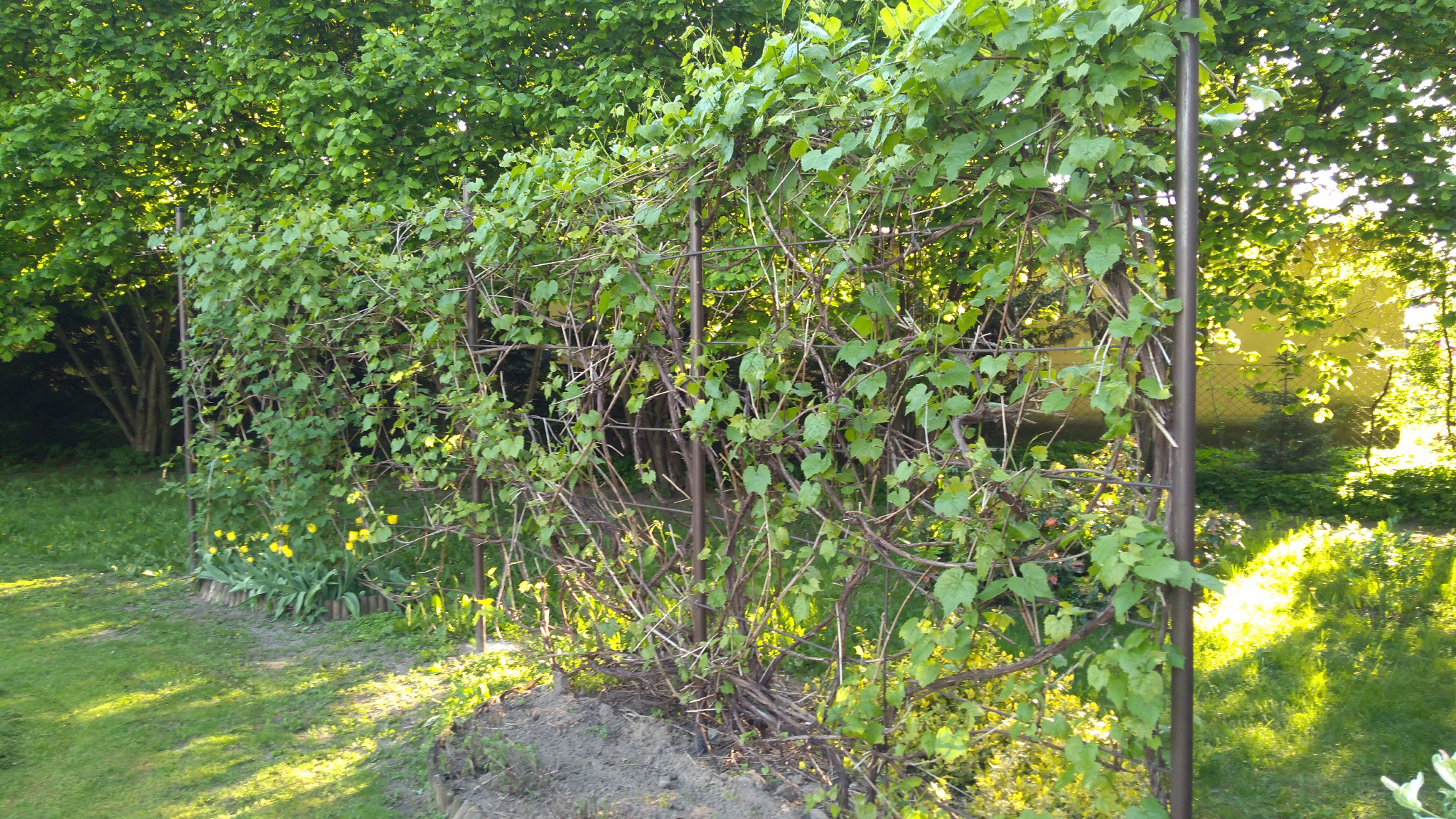 Metalowa pergola, bardzo solidna i wytrzymała ( konstrukcja na lata )
