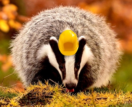 Borsuk z żółtym kaskiem na głowie, wystawia język, jesienne tło.