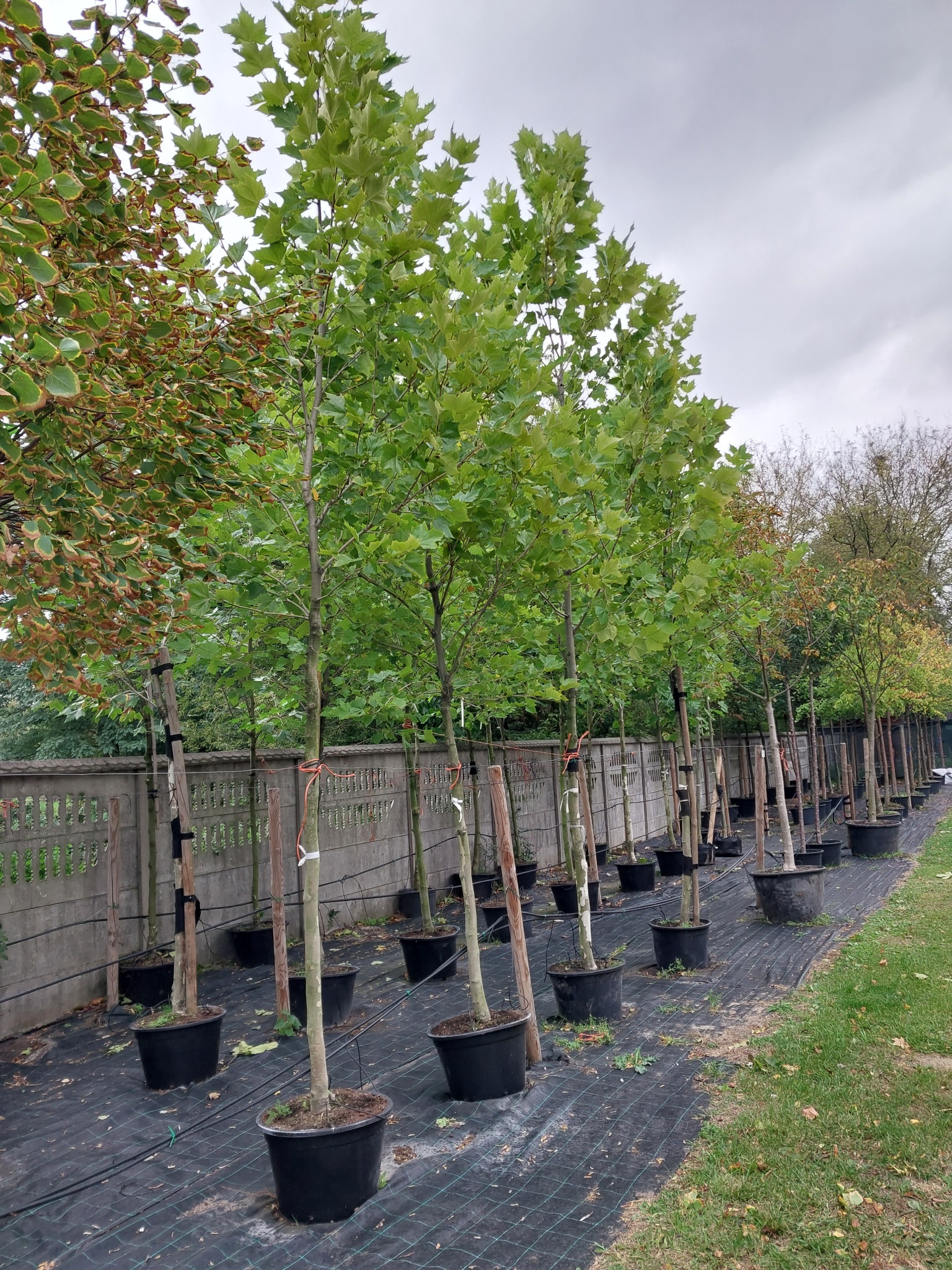 Rząd młodych platanów w czarnych donicach ustawionych obok betonowego ogrodzenia, zabezpieczonych taśmami, na czarnej macie szkółkarskiej.