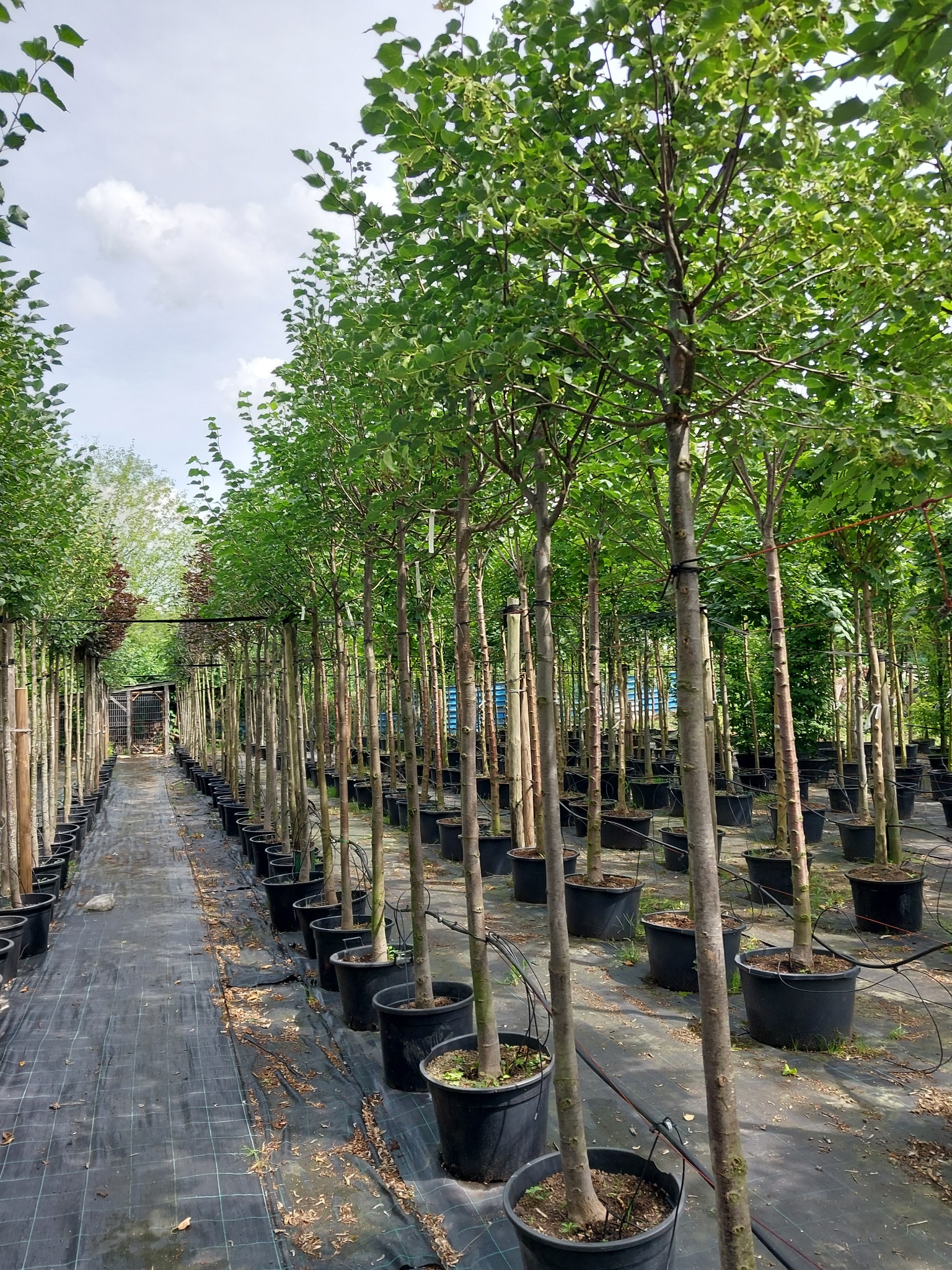 Rząd młodych drzewek w czarnych donicach, ustawionych w szkółce na czarnej macie, z widocznymi przewodami nawadniającymi.