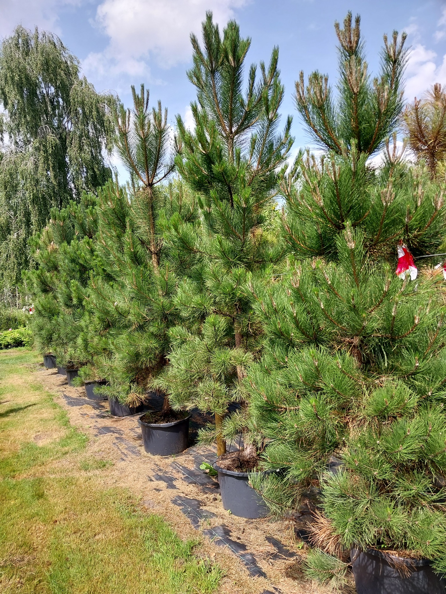 Rząd sosen w czarnych donicach, przygotowanych do transportu lub sprzedaży, na tle trawnika i drzew.