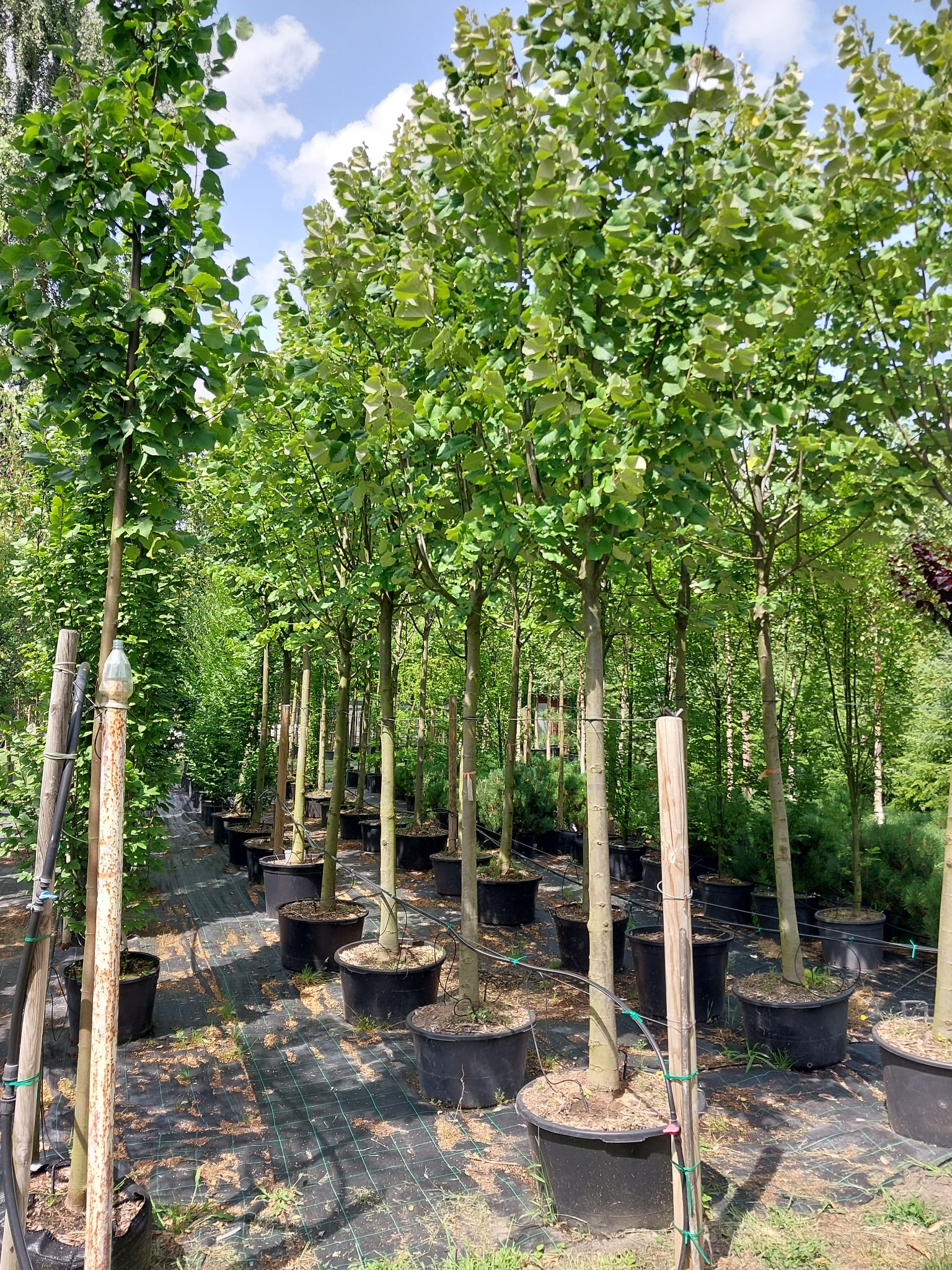 Rząd drzew w czarnych donicach, ustawionych na czarnej macie szkółkarskiej w szkółce drzew, widoczne niebo z chmurami.