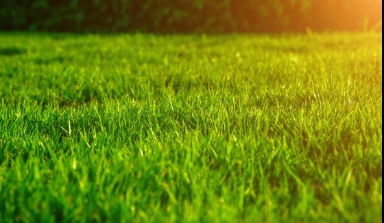 Gęsta, soczysta trawa o intensywnym zielonym kolorze, z delikatnym efektem bokeh w tle i promieniami słonecznymi podkreślającymi teksturę źdźbeł.