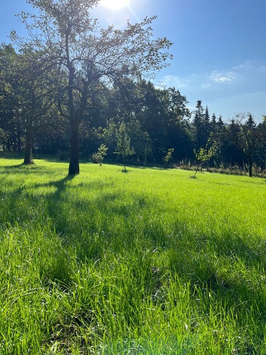 Rozległy trawnik z wysoką, intensywnie zieloną trawą, kilka młodych drzewek z zabezpieczeniami w tle, oraz starsze drzewa rzucające cień na część trawnika, błękitne niebo z widocznym słońcem.