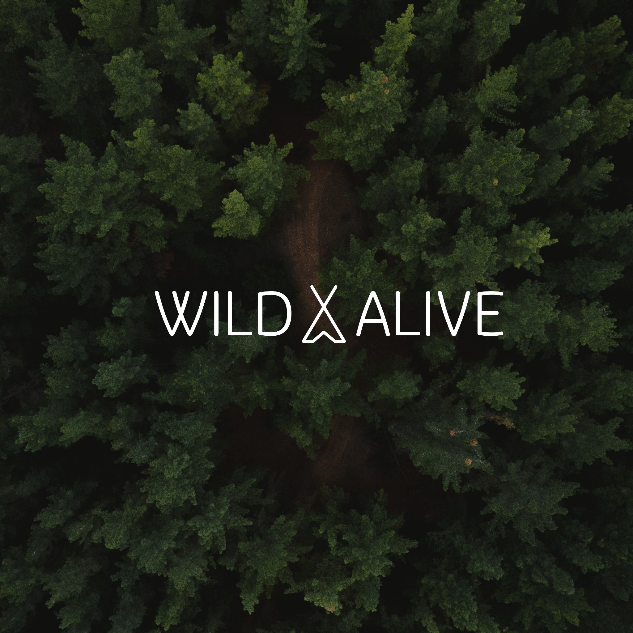 Widok z góry na gęsty las iglasty z przebijającą się ścieżką, nałożony biały napis 'WILD X ALIVE' z symbolem strzałki w literze X.