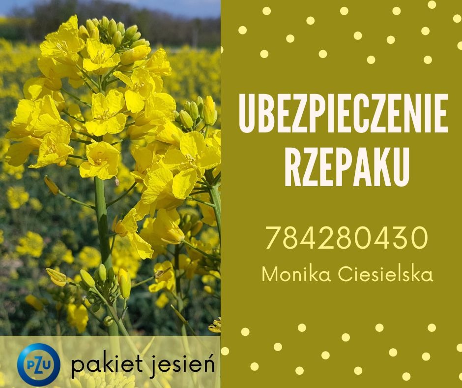 Grafika: Ubezpieczenie rzepaku, numer telefonu, imię i nazwisko agenta, logo PZU i napis 'Pakiet Jesień' na tle kwitnącego rzepaku. Oferta ubezpieczenia upraw rolnych.