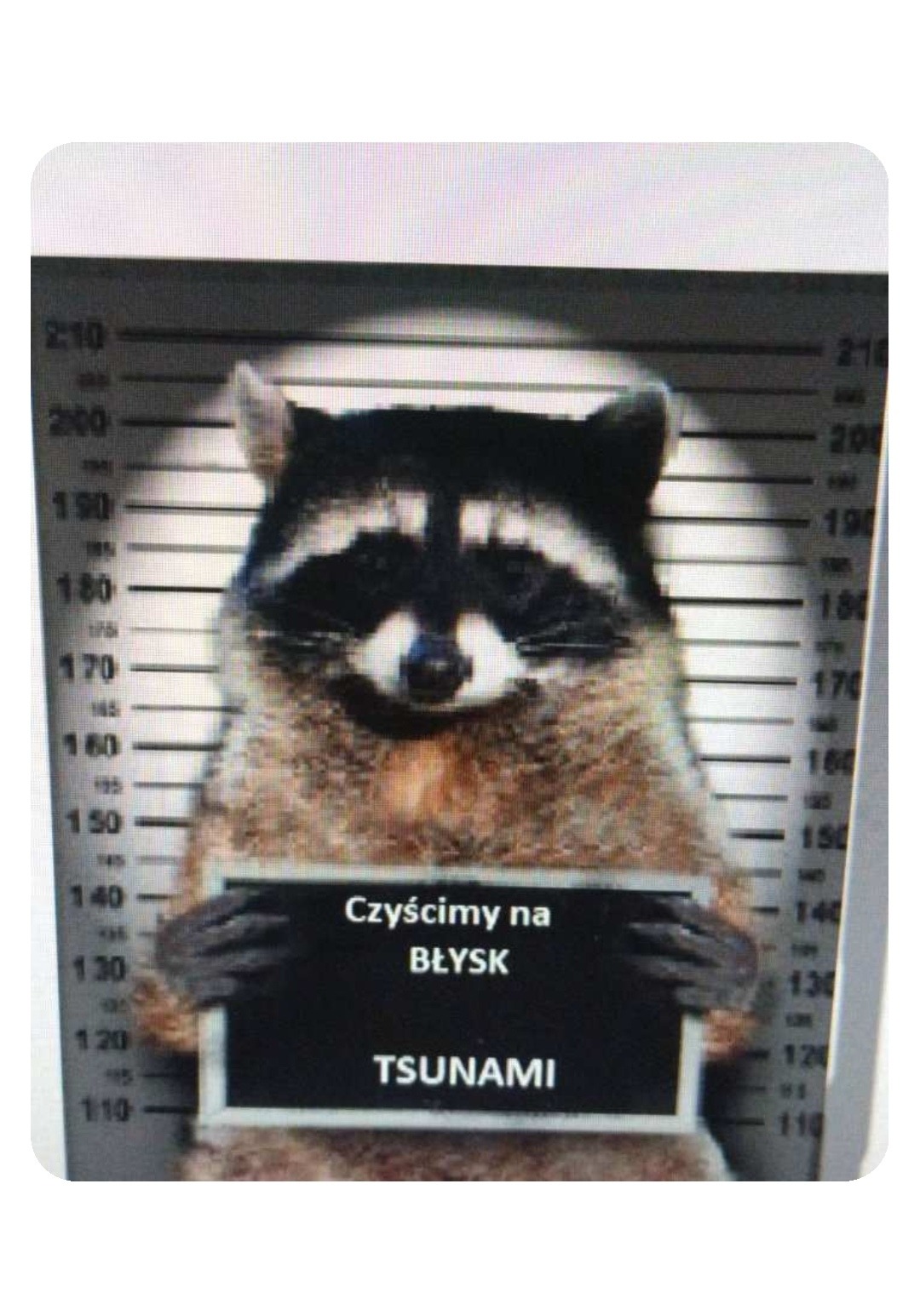 Humorystyczne zdjęcie szopa w stylu zdjęcia policyjnego, trzymającego tabliczkę z napisem 'Czyścimy na BŁYSK Tsunami', na tle tablicy pomiarowej wzrostu.