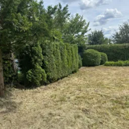 Uformowany żywopłot z tui szmaragd w ogrodzie z przeschniętą trawą, widoczne pojedyncze kępy zielonej trawy, w tle drzewa liściaste i pochmurne niebo.