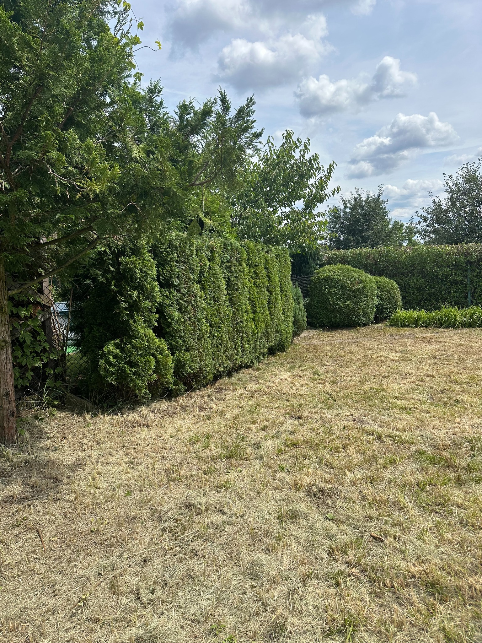Uformowany żywopłot z tui szmaragd w ogrodzie z przeschniętą trawą, widoczne pojedyncze kępy zielonej trawy, w tle drzewa liściaste i pochmurne niebo.