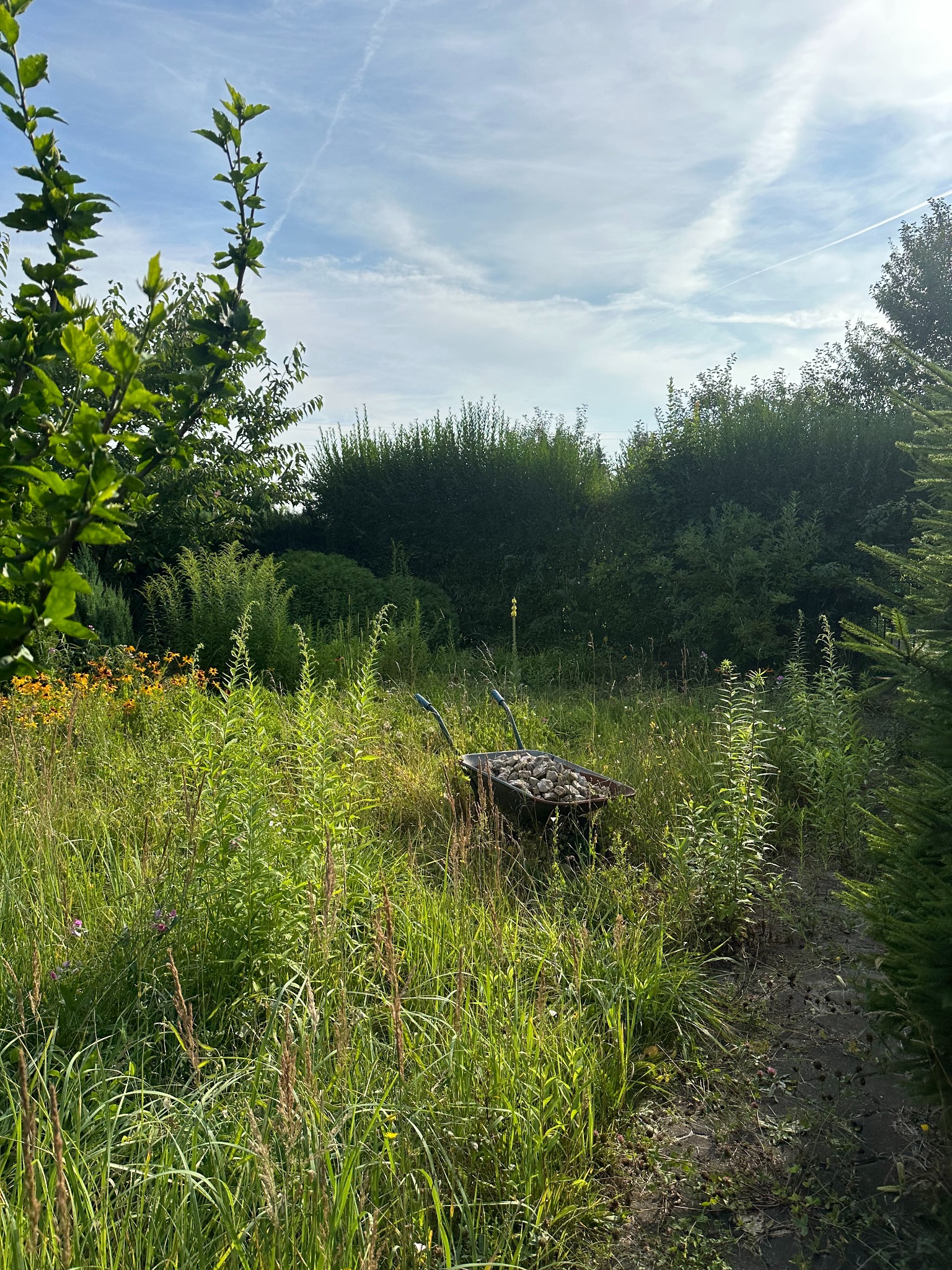 Taczka wypełniona kamieniami stoi na zarośniętym trawniku w ogrodzie, w tle widoczne krzewy i drzewa, na niebie smugi kondensacyjne samolotów.