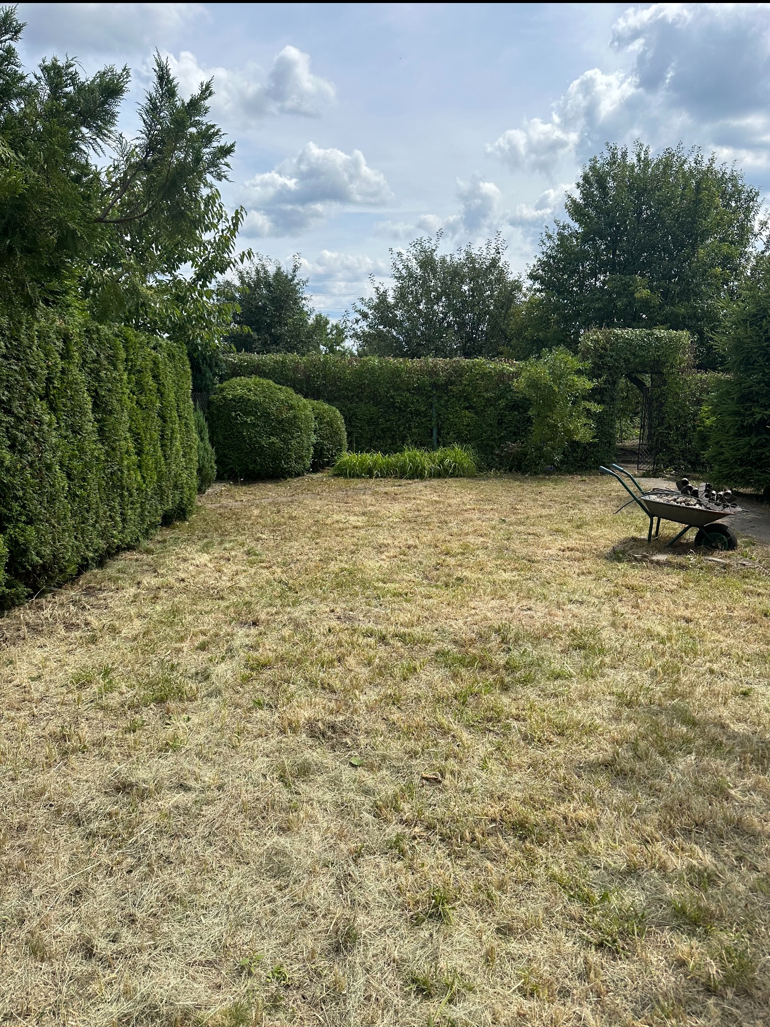 Przedstawione jest przesuszone trawnik po koszeniu z widocznymi resztkami skoszonej trawy, z żywopłotem w tle i taczką wypełnioną kamieniami po prawej stronie.