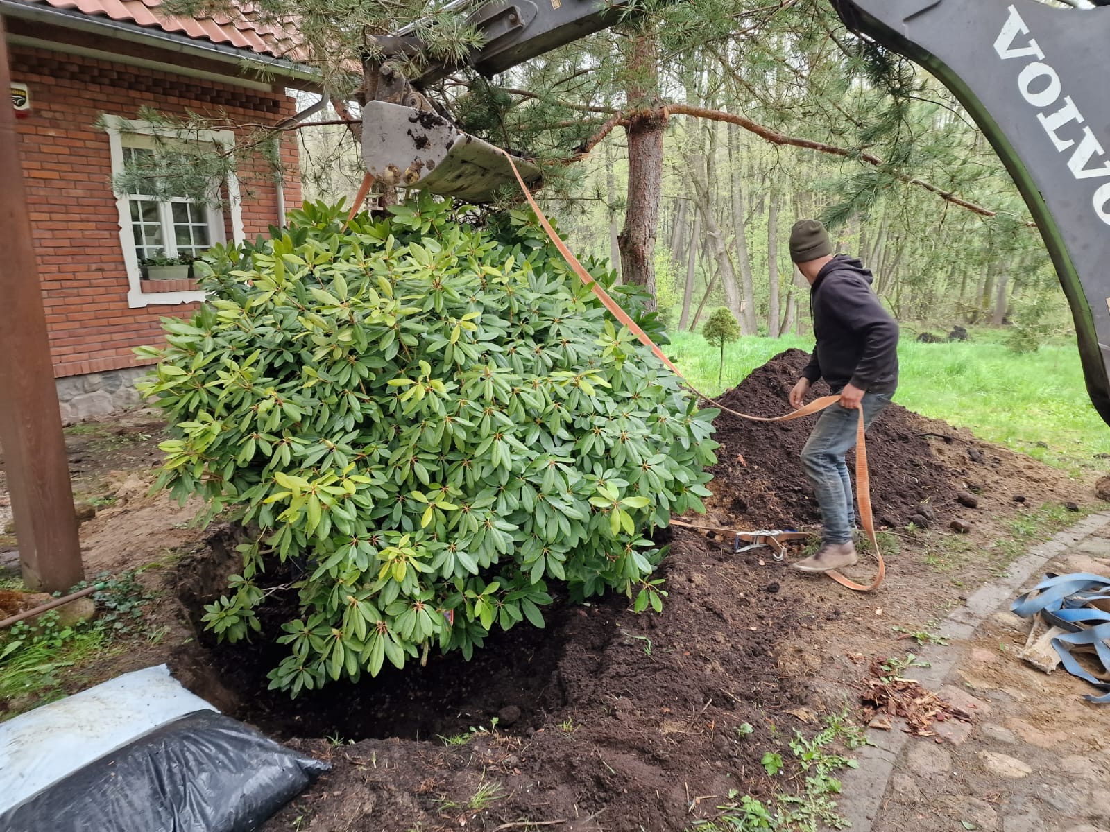 Przesadzanie dużego krzewu rododendrona za pomocą koparki Volvo i pasów transportowych; pracownik w czapce nadzoruje proces.