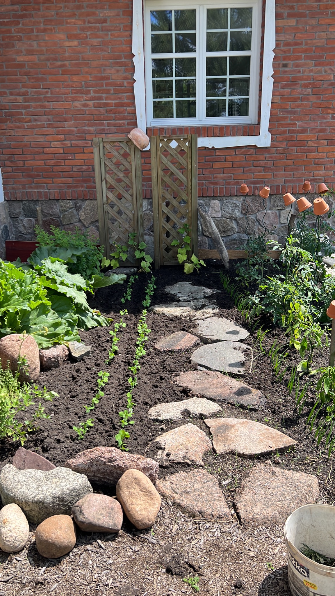 Świeżo posadzone rzędy sadzonek w ogrodzie, z kamienną ścieżką, drewnianymi kratkami i dekoracjami z doniczek, na tle ceglanego domu z białym oknem.