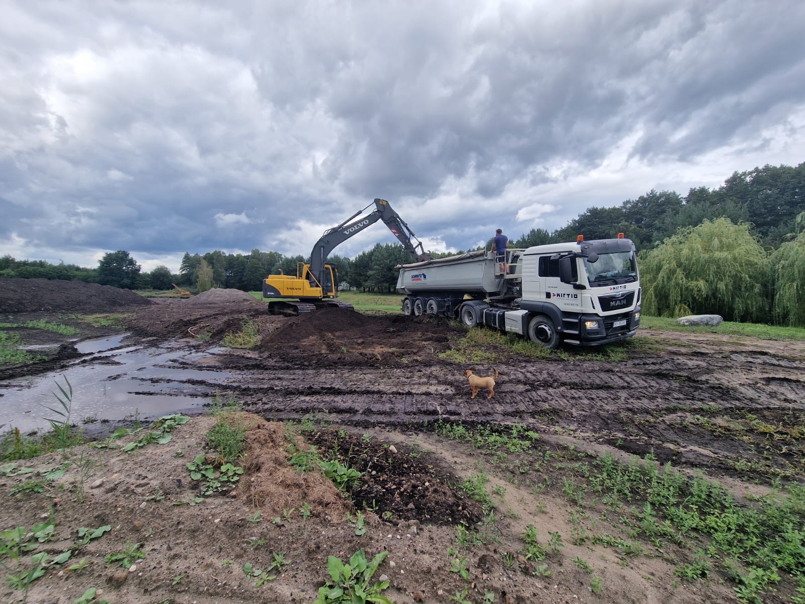 Żółta koparka Volvo nabiera ziemię do wywrotki MAN na błotnistym placu budowy; w tle widoczny las, a na pierwszym planie mały pies.