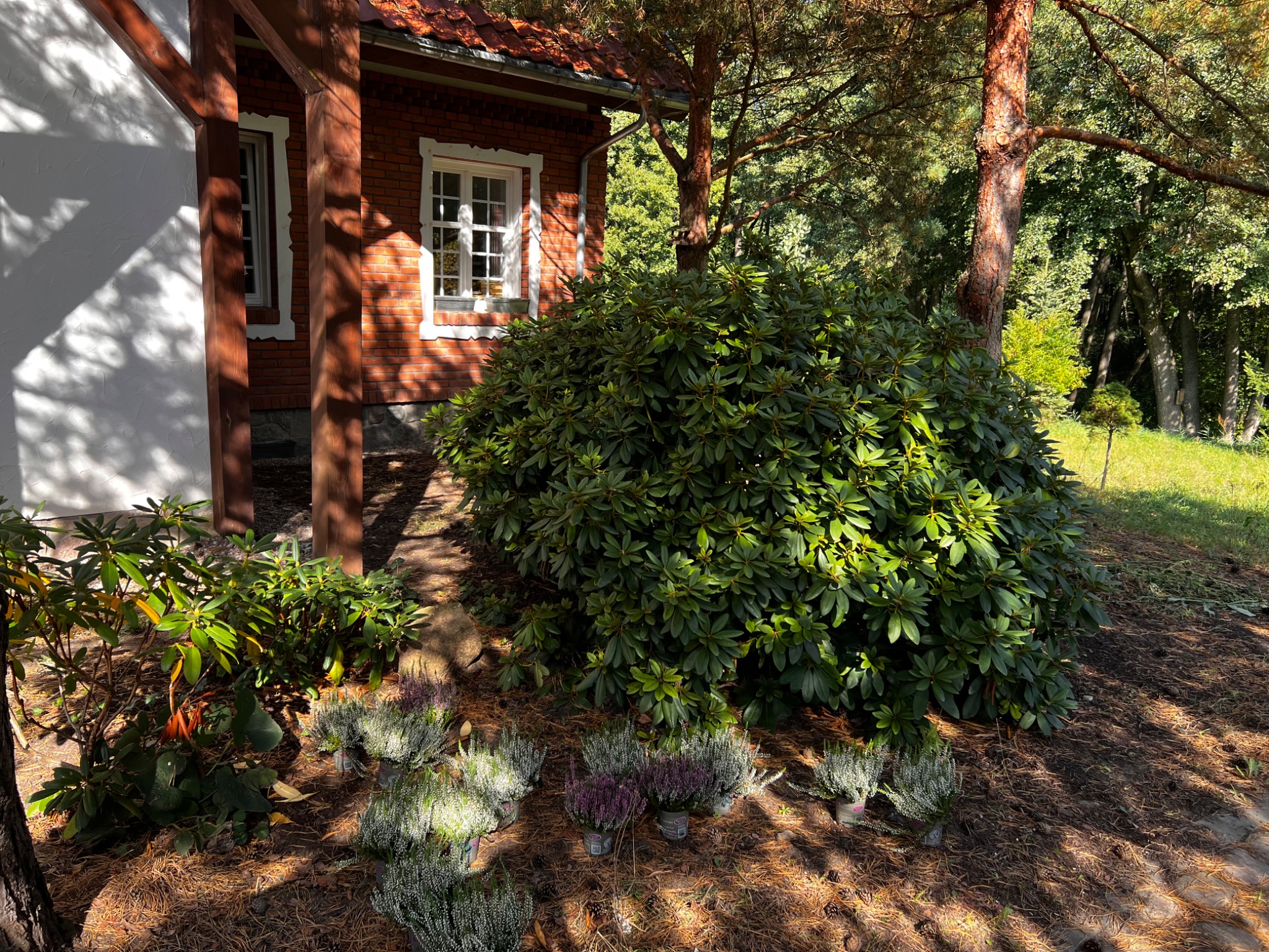 Krzew rododendronu przed ceglanym budynkiem z białymi obramowaniami okien, z posadzonymi wrzosami w doniczkach na ściółce z igliwia.