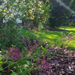 Wycinka drzew Warszawa 3