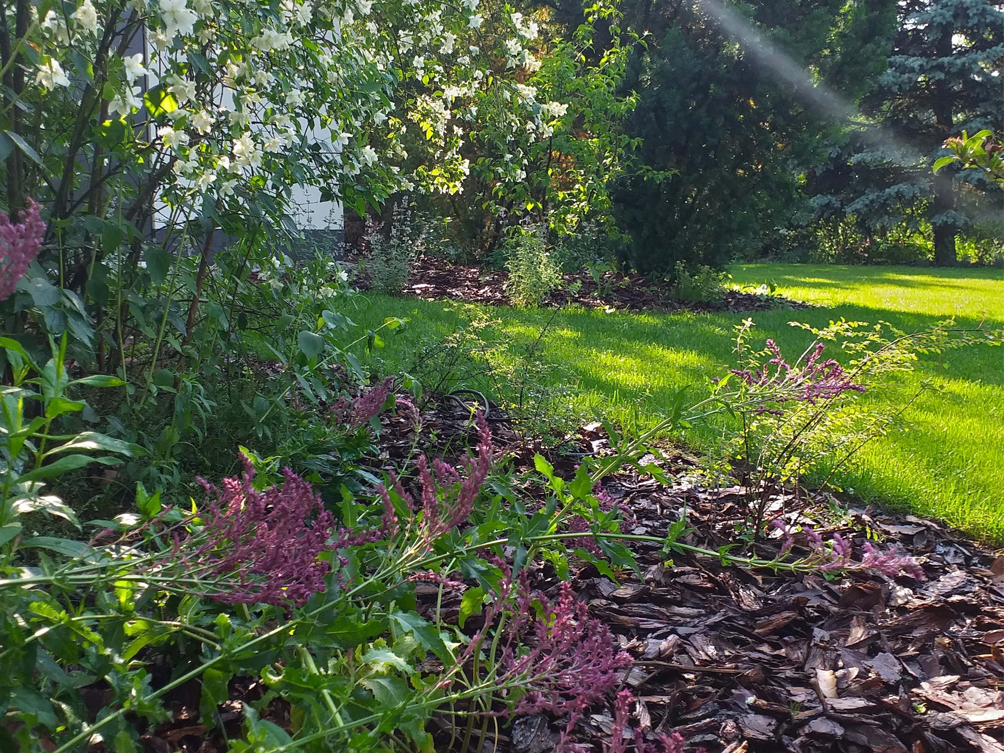Urokliwy ogród z kwitnącym jaśminem, świeżo skoszoną trawą i rabatami wyściółkowanymi korą, w słoneczne popołudnie.