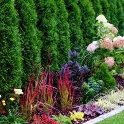 Sadzenie drzew Tarnowo Podgórne 1