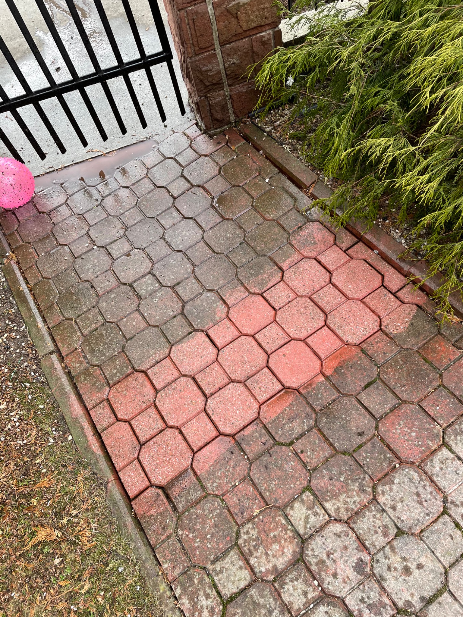 Mokry, czerwono-szary chodnik z kostki brukowej, prowadzący do czarnej metalowej bramy i porośnięty iglakami, obok leży różowa piłka.