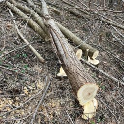 Firma - Świeżo ścięte pnie drzew leżące na ziemi z widocznymi wiórami, gałęziami i fragmentami pociętego drewna.