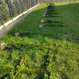 TOMASZ STARZAK GREENBI - Przygotowane do posadzenia drzewka iglaste w jutowych workach ułożone w rzędzie na trawniku wzdłuż ogrodzenia, obok leżą odcięte gałęzie i dwa drewniane kołki.