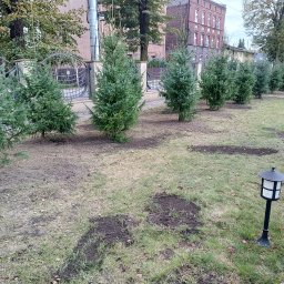 TOMASZ STARZAK GREENBI - Rząd młodych świerków posadzonych wzdłuż ozdobnego, metalowego ogrodzenia na trawniku z widocznymi śladami po ziemi, w tle budynek.