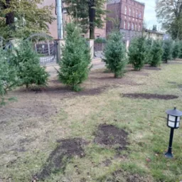 Rząd młodych świerków posadzonych wzdłuż ozdobnego, metalowego ogrodzenia na trawniku z widocznymi śladami po ziemi, w tle budynek.
