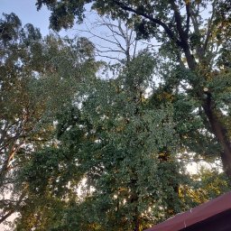 TOMASZ STARZAK GREENBI - Widok z dołu na korony drzew liściastych w letnim słońcu, z widocznym świeżo obciętym konarem na jednym z drzew.