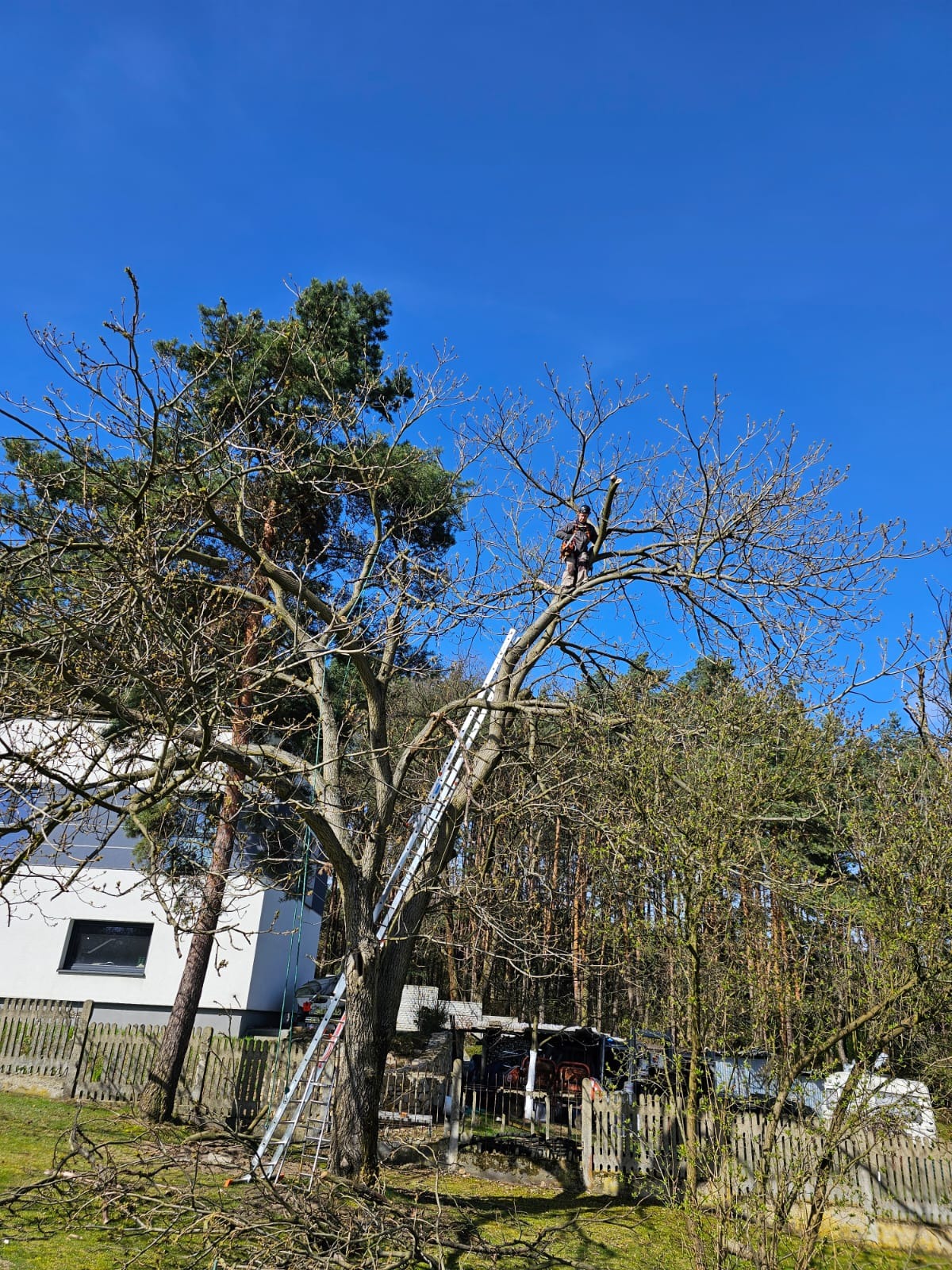 Pracownik w uprzęży na drzewie, przycięte gałęzie leżą na ziemi, drabina oparta o pień, biały dom w tle, błękitne niebo.