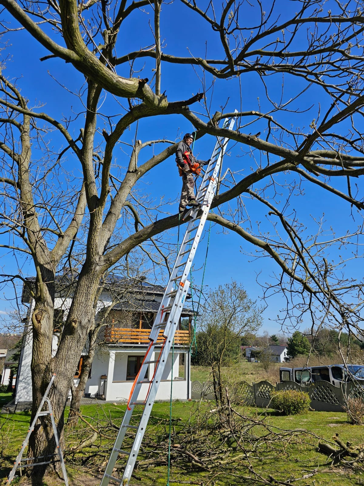 Arborysta w uprzęży, z piłą spalinową, na wysokiej drabinie podczas przycinania gałęzi drzewa w słoneczny dzień; w tle biały dom z drewnianym balkonem i niebieskie niebo.