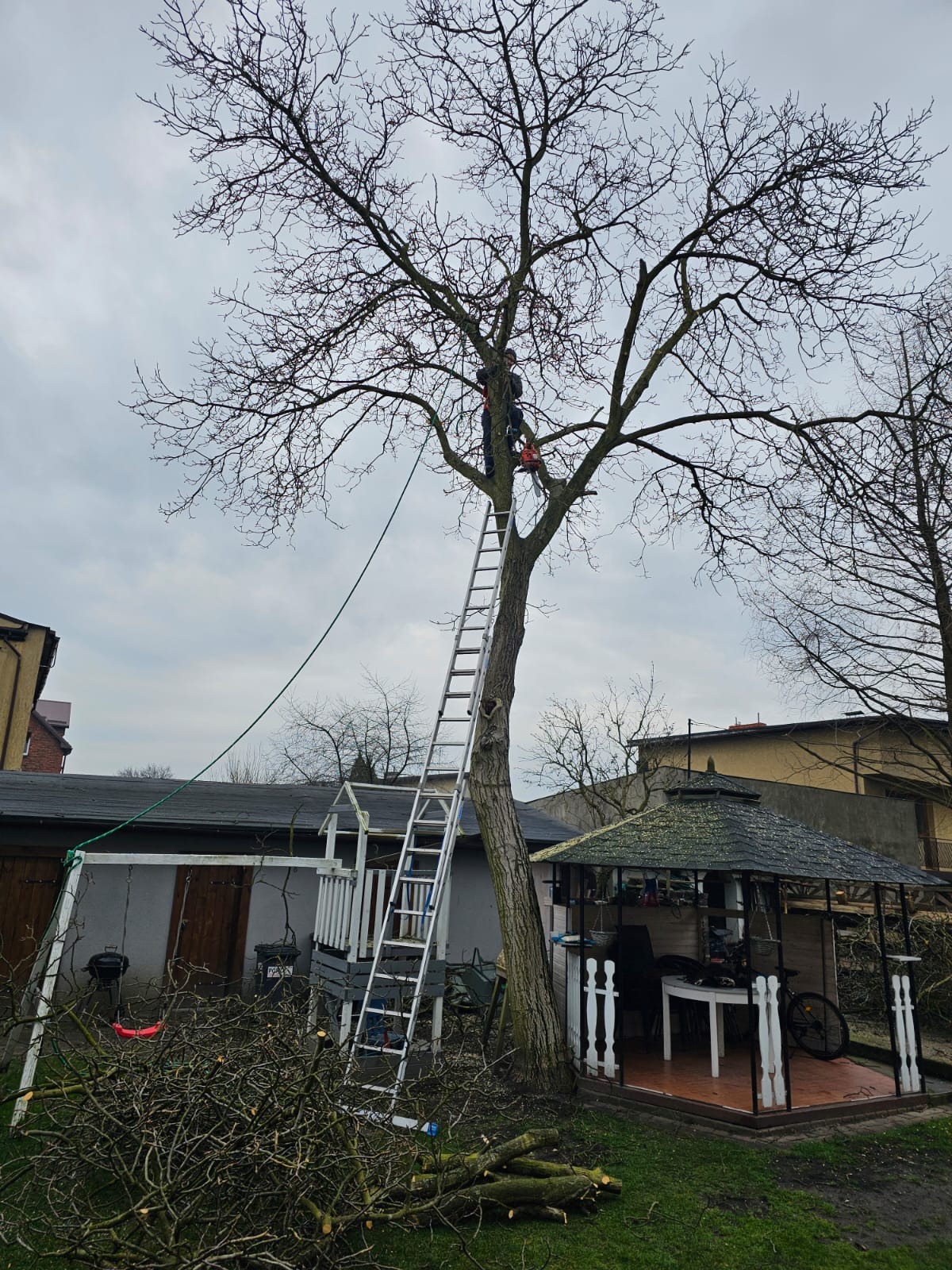 Pracownik na drabinie, zabezpieczony liną, z pilarką spalinową w rękach, wykonuje cięcie gałęzi na wysokim drzewie bez liści. W tle altana ogrodowa i plac zabaw.