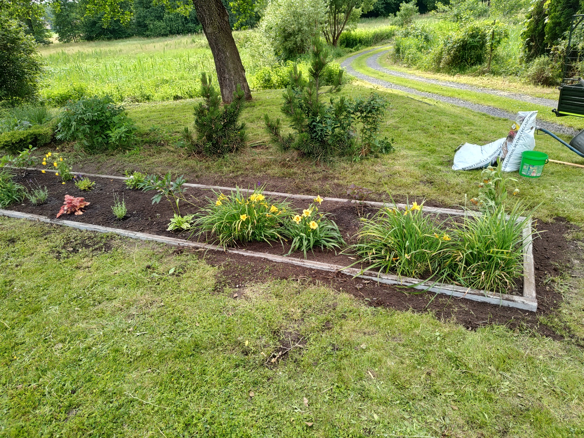 Rabata kwiatowa z żółtymi liliowcami i świeżo posadzoną roślinnością, obrzeża z szarej kostki, w tle trawnik, drzewa i worki z ziemią.