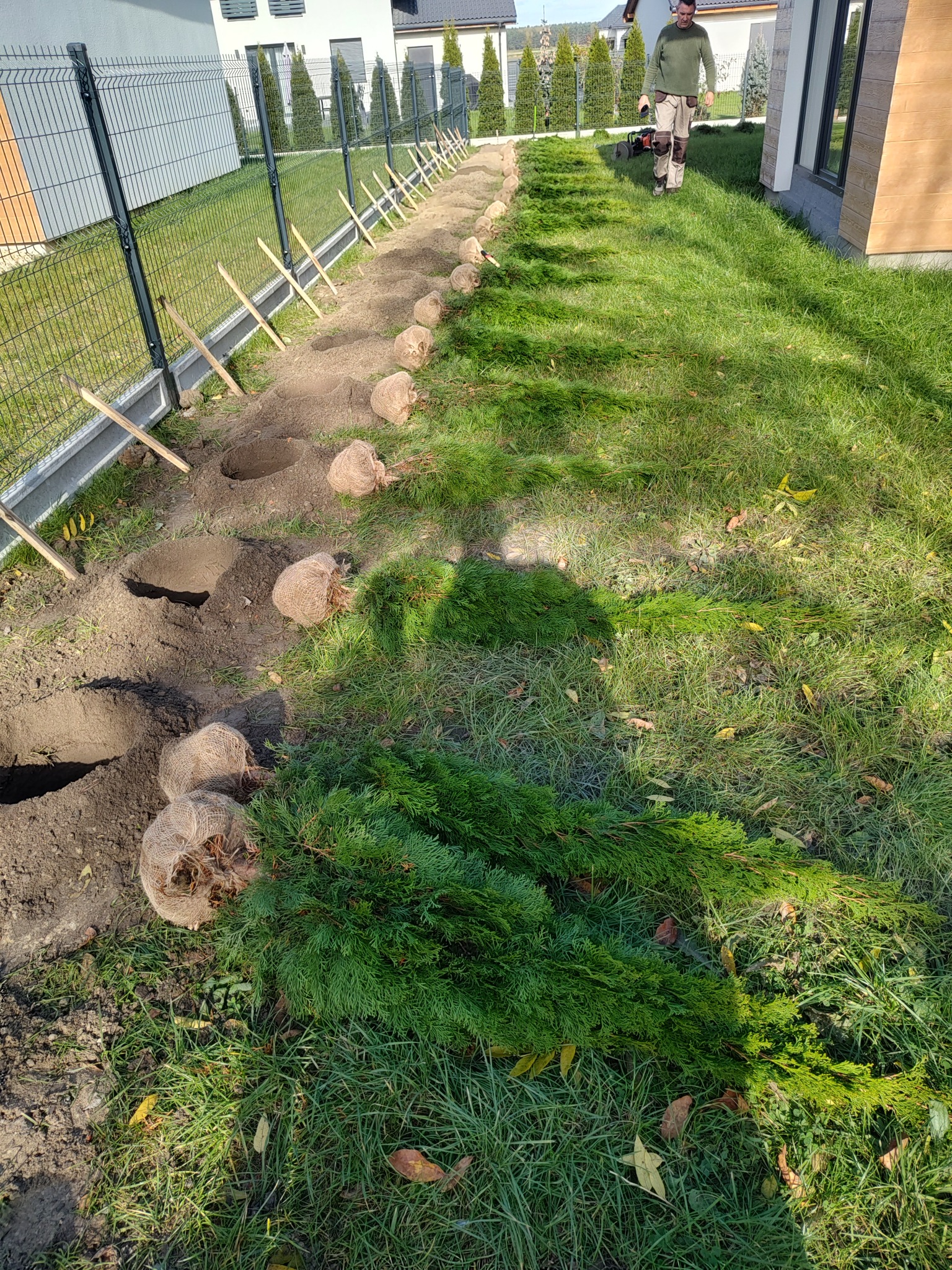 Przygotowane dołki i sadzonki drzew iglastych w jutowych workach, czekające na posadzenie wzdłuż ogrodzenia posesji, z widocznym pracownikiem z kosiarką w tle.