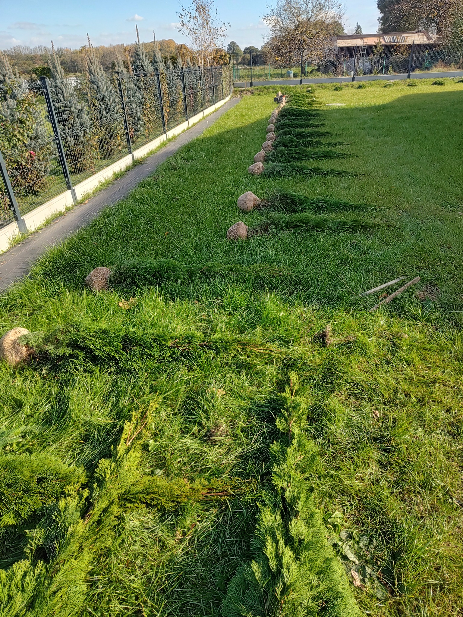 Przygotowane do posadzenia drzewka iglaste w jutowych workach ułożone w rzędzie na trawniku wzdłuż ogrodzenia, obok leżą odcięte gałęzie i dwa drewniane kołki.