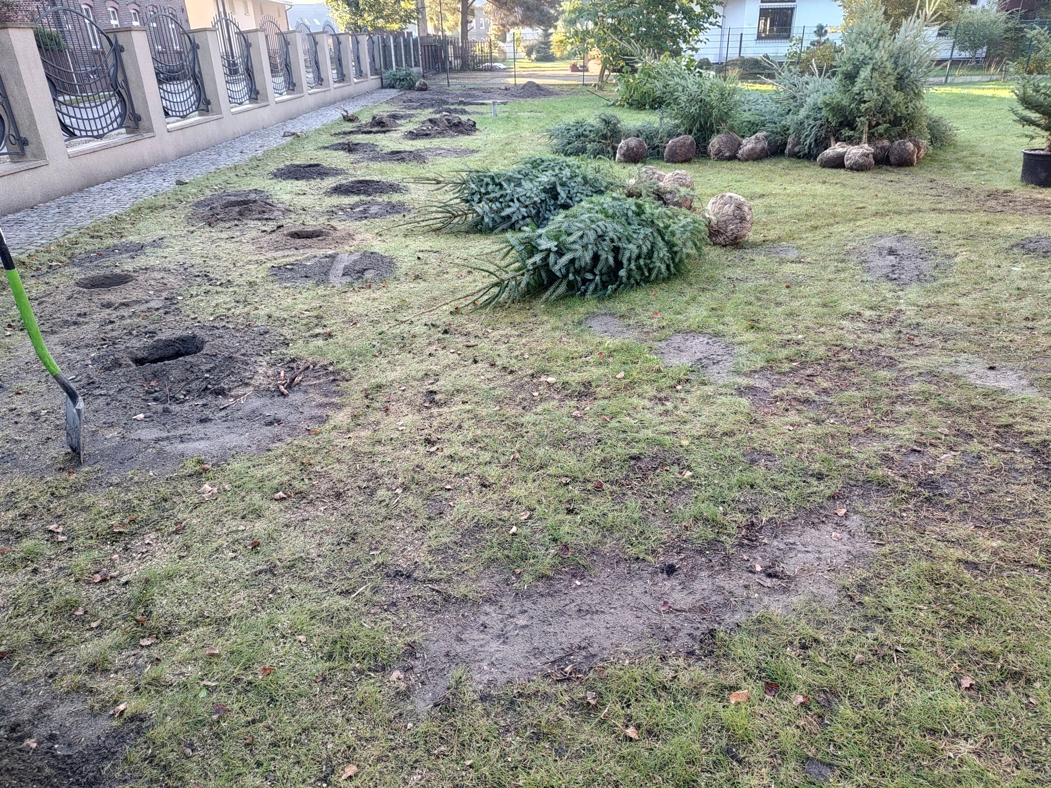Przygotowany teren pod nowe nasadzenia: wykopane dołki, obok leżą drzewka iglaste z zakrytymi bryłami korzeniowymi oraz zielona łopata.