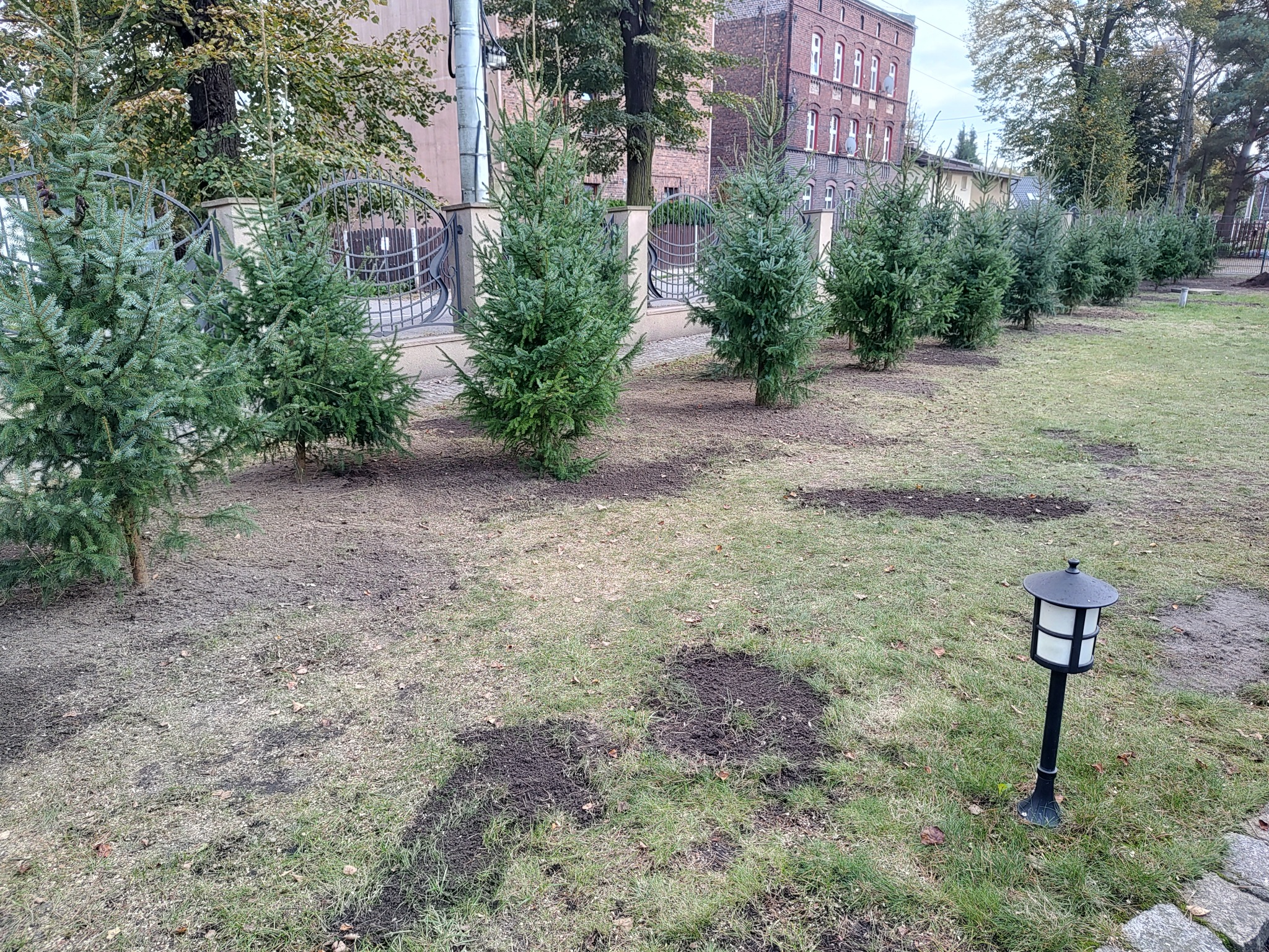 Rząd młodych świerków posadzonych wzdłuż ozdobnego, metalowego ogrodzenia na trawniku z widocznymi śladami po ziemi, w tle budynek.
