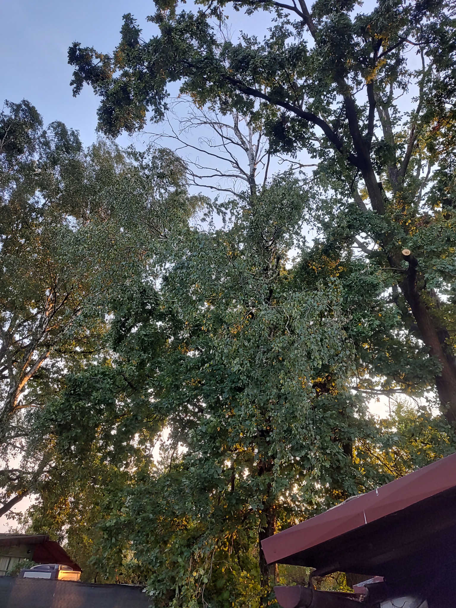 Widok z dołu na korony drzew liściastych w letnim słońcu, z widocznym świeżo obciętym konarem na jednym z drzew.