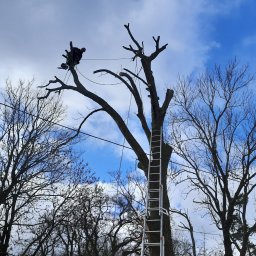 Usługi Wysokościowe, Budowlane i Szkoleniowe EIGER- Piotr Pleszczuk - Arborysta w kasku, zabezpieczony linami, przycina gałęzie drzewa z użyciem piły łańcuchowej, z drabiny opierającej się o pień, na tle błękitnego nieba z chmurami.
