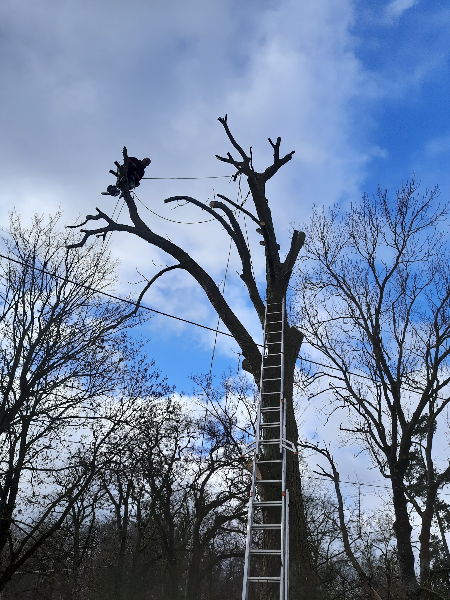Arborysta w kasku, zabezpieczony linami, przycina gałęzie drzewa z użyciem piły łańcuchowej, z drabiny opierającej się o pień, na tle błękitnego nieba z chmurami.