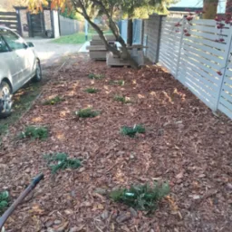 Świeżo posadzone, niskie krzewy iglaste na rabacie wysypanej korą, w tle białe ogrodzenie panelowe i zaparkowany samochód.