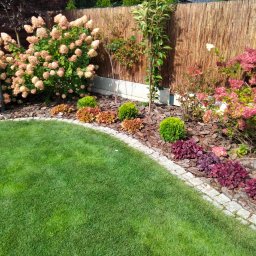 GREEN Eden - Zadbany ogród w Łodzi z równo przystrzyżonym trawnikiem, obrzeżami z kostki, korą, krzewami, drzewami i kwitnącymi hortensjami na tle bambusowego płotu.