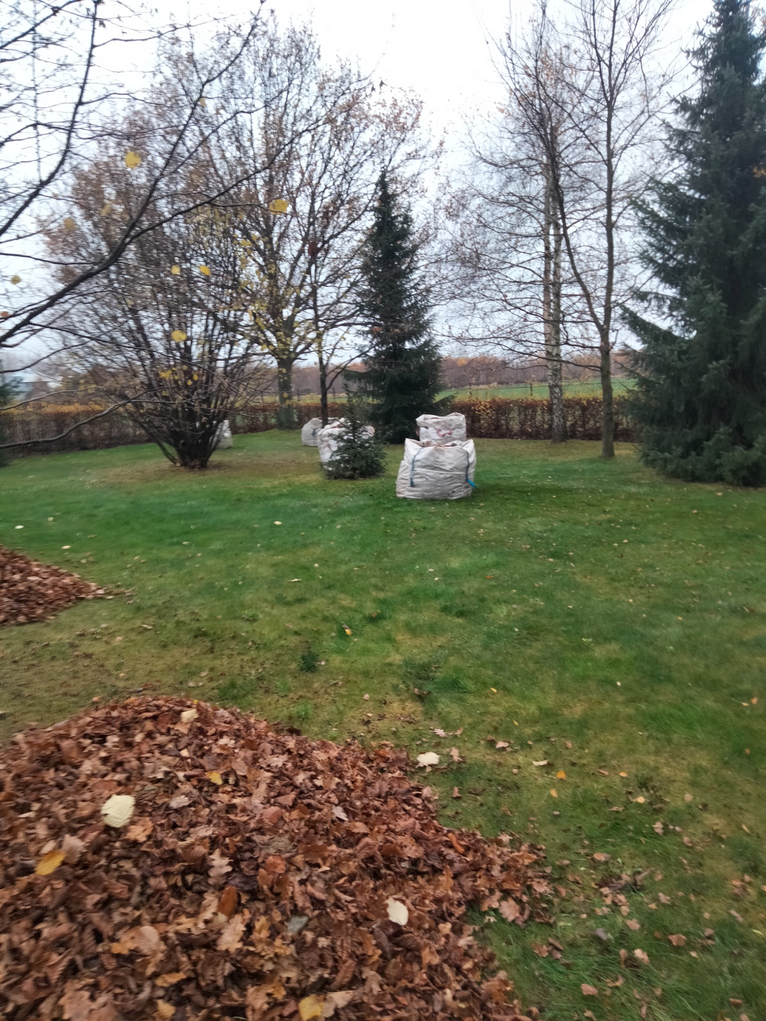Sterta brązowych liści na trawniku, worki z liśćmi w tle, drzewa bez liści i iglaki w jesiennym ogrodzie.