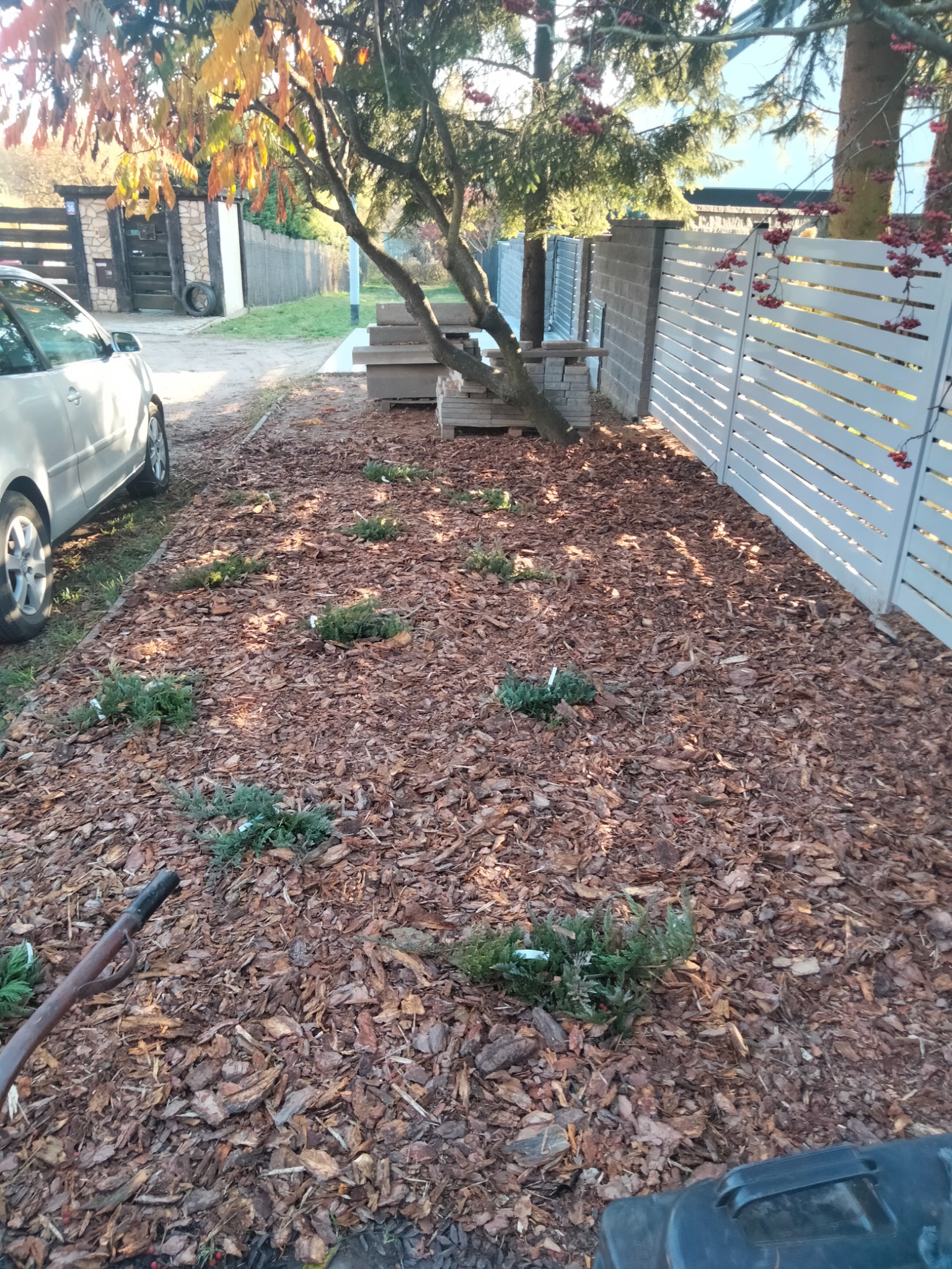 Świeżo posadzone, niskie krzewy iglaste na rabacie wysypanej korą, w tle białe ogrodzenie panelowe i zaparkowany samochód.