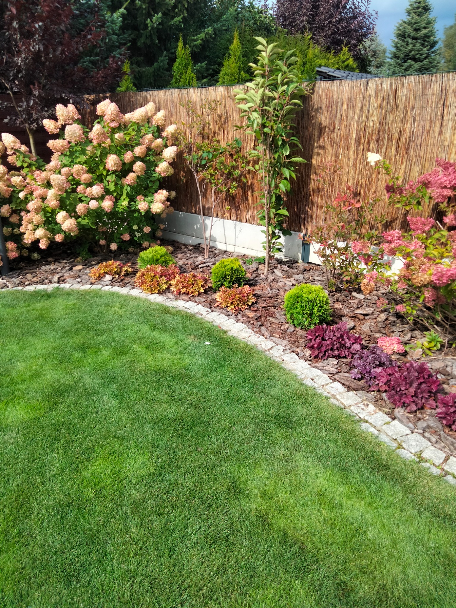 Zadbany ogród w Łodzi z równo przystrzyżonym trawnikiem, obrzeżami z kostki, korą, krzewami, drzewami i kwitnącymi hortensjami na tle bambusowego płotu.