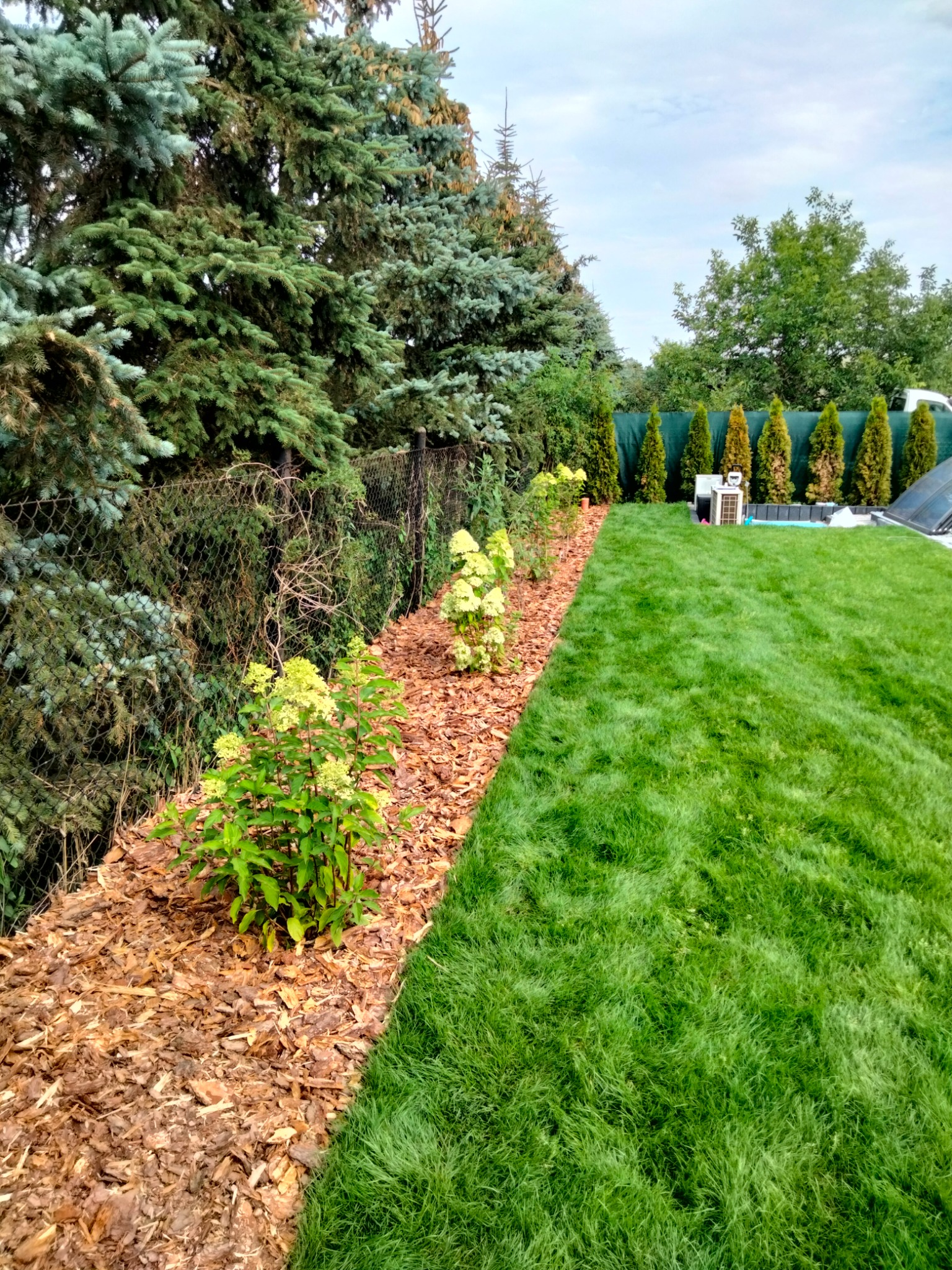 Widok na zadbany ogród z równo skoszoną trawą, pasem kory z posadzonymi krzewami hortensji oraz rzędem tuj w tle, oddzielony siatką od wysokich drzew iglastych.