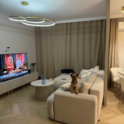 Daria Komicz-Kubacka - Jasne wnętrze salonu z parkietem w jodełkę. Na kanapie siedzi pies rasy Yorkshire Terrier. Nad sofą wiszą nowoczesne, okrągłe lampy.