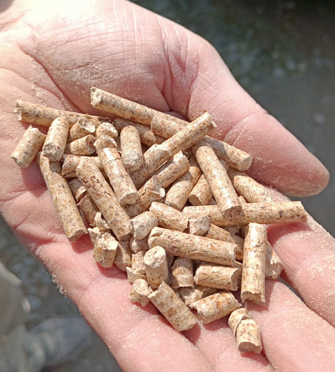 Garść brązowych, cylindrycznych peletek z widoczną strukturą drewna, trzymana w dłoni z widocznymi śladami pyłu.